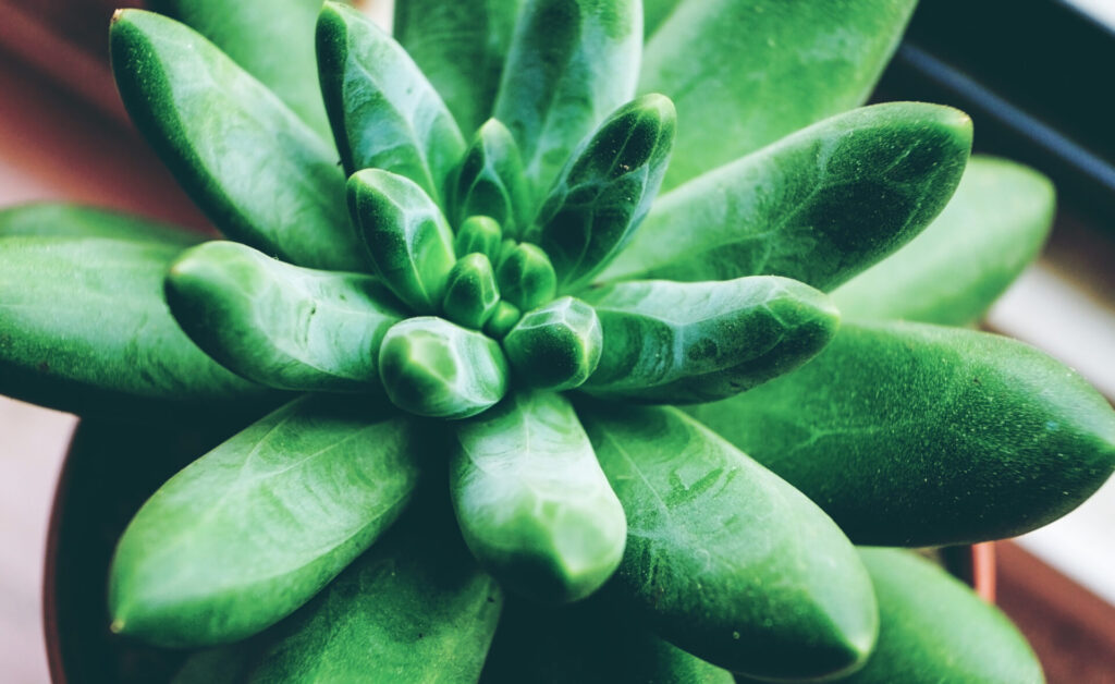 Nahaufnahme einer Pachyphytum compactum. Das Bild zeigt die dicken, sukkulenten Blätter, die in einer engen Rosette angeordnet sind. Die Blätter sind grün mit weißen, geometrischen Mustern und haben eine leicht pudrige Oberfläche.
