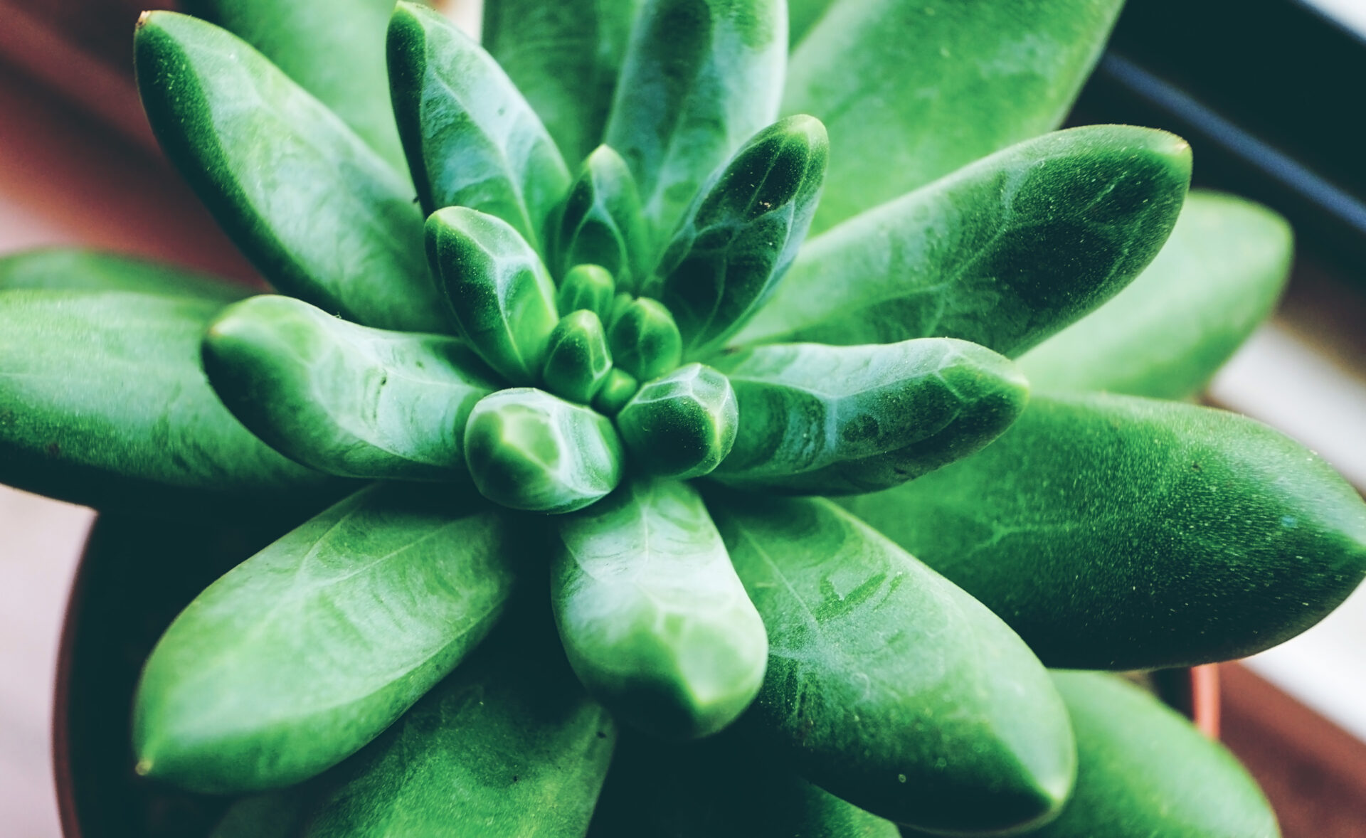 Nahaufnahme einer Pachyphytum compactum. Das Bild zeigt die dicken, sukkulenten Blätter, die in einer engen Rosette angeordnet sind. Die Blätter sind grün mit weißen, geometrischen Mustern und haben eine leicht pudrige Oberfläche.