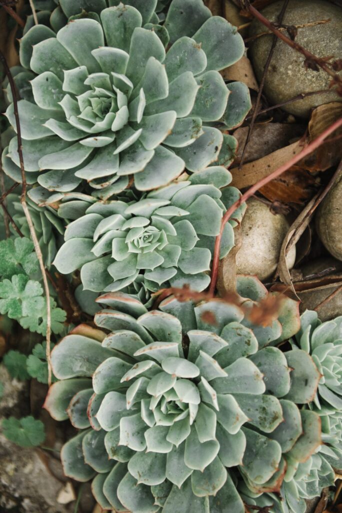 Nahaufnahme mehrerer Echeveria elegans Pflanzen mit dichten, rosettenförmig angeordneten, hellgrünen Blättern vor einem Hintergrund aus Steinen.