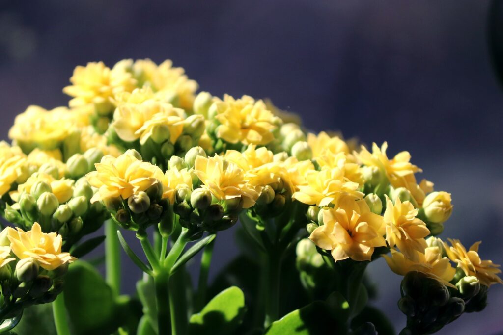 Das Bild zeigt eine blühende Kalanchoe blossfeldiana mit vielen kleinen, gelben Blüten. Die Blüten sind dicht beieinander angeordnet und haben mehrere Blütenblätter, die eine volle und üppige Blüte bilden. Die Stiele sind grün und kräftig, und die Blätter der Pflanze sind dick und fleischig, typisch für Sukkulenten. Der Hintergrund ist unscharf und dunkel.