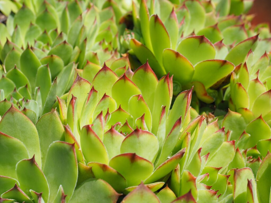 Nahaufnahme eines Sempervivum tectorum, auch bekannt als Hauswurz, mit dichten, rosettenförmig angeordneten, spitzen, grün-roten Blättern. Die Pflanze wächst in dichten Clustern.