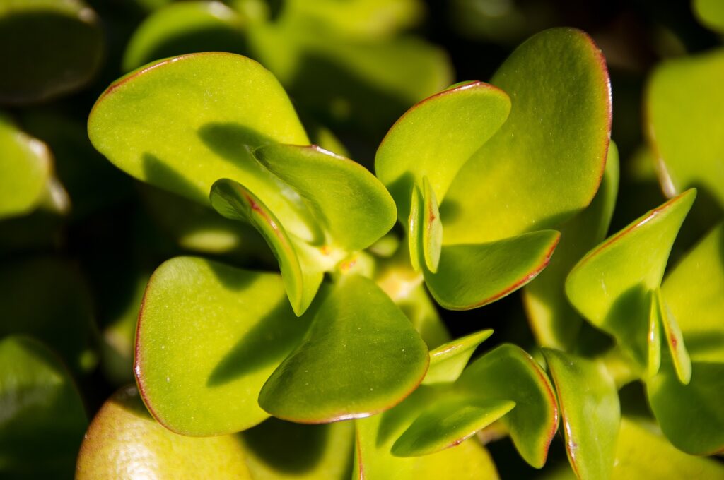 Nahaufnahme eines Crassula ovata, auch bekannt als Geldbaum, mit dicken, glänzenden, jadegrünen Blättern, die an dicken Stielen wachsen. Die Pflanze hat eine baumartige Struktur.