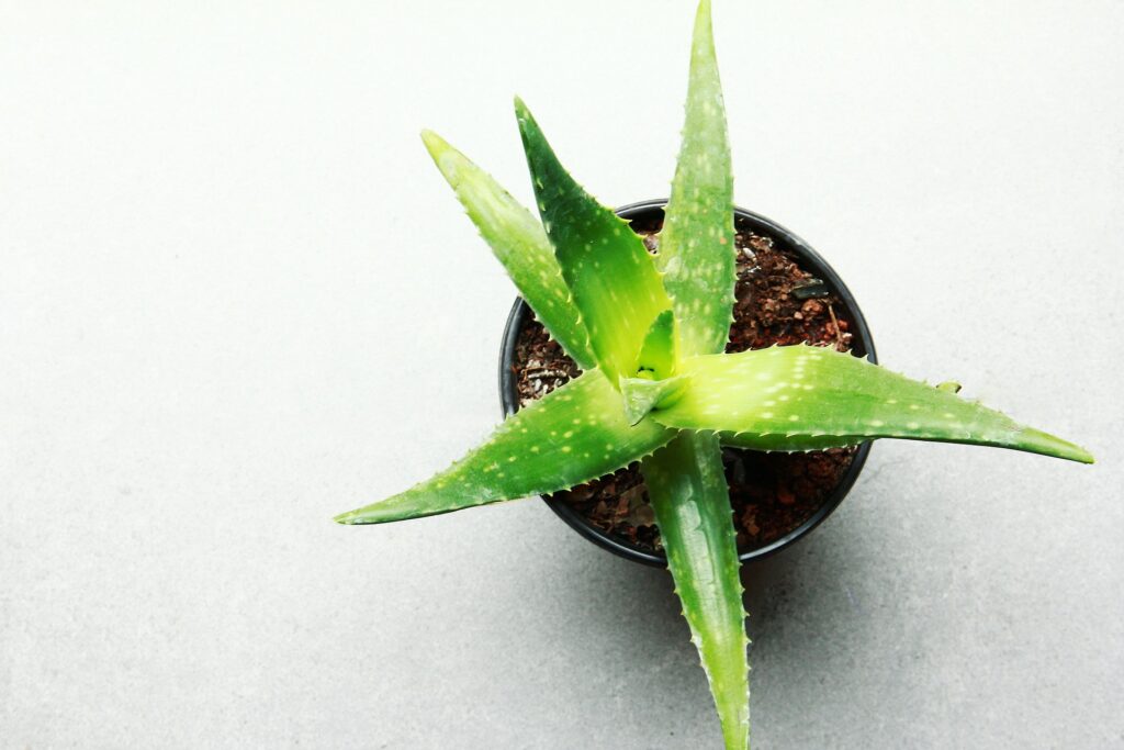 Nahaufnahme einer Aloe vera mit langen, fleischigen, graugrünen Blättern in einer Rosette. Die Blätter sind mit kleinen, regelmäßigen Dornen besetzt und zeigen eine glatte, glänzende Oberfläche.