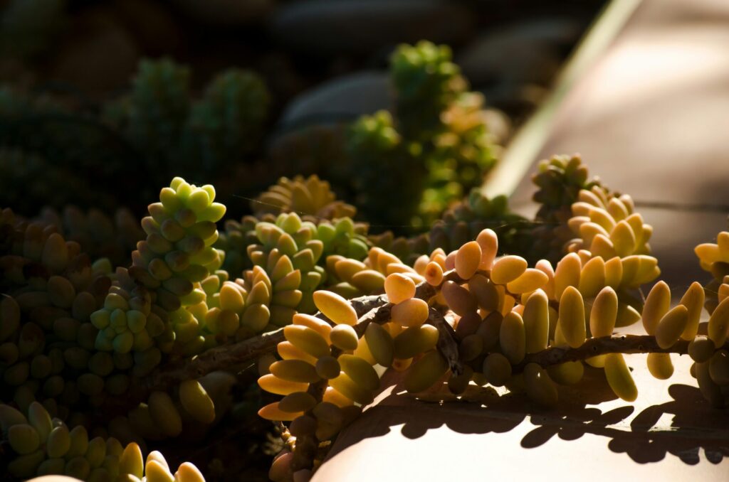 Nahaufnahme von Sedum-Sukkulenten, die von Sonnenlicht und Schatten beleuchtet werden. Die Pflanzen haben dicke, fleischige Blätter, die in Traubenform an den Stängeln wachsen. Die Farben reichen von grün bis gelblich-orange, was die unterschiedlichen Lichtverhältnisse widerspiegelt. Der Hintergrund ist unscharf und zeigt weitere Pflanzen und Steine