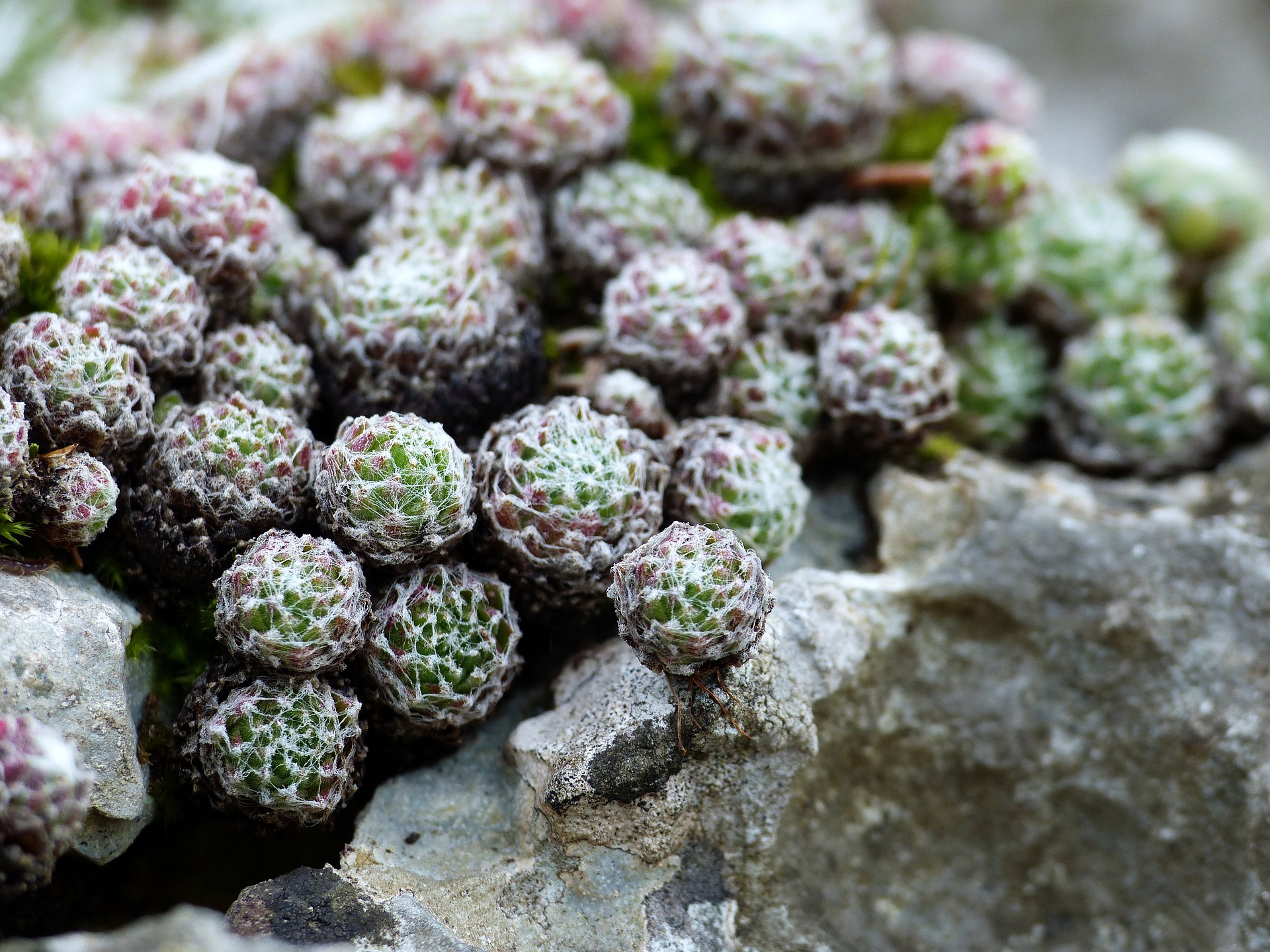Nahaufnahme einer Sempervivum arachnoideum Pflanze, auch bekannt als Spinnweb-Hauswurz. Das Bild zeigt die kompakte Rosette aus dicken, sukkulenten Blättern, die grün sind und an den Spitzen rote Töne aufweisen. Die Blätter sind mit feinen, weißen Haaren bedeckt, die wie Spinnweben aussehen.