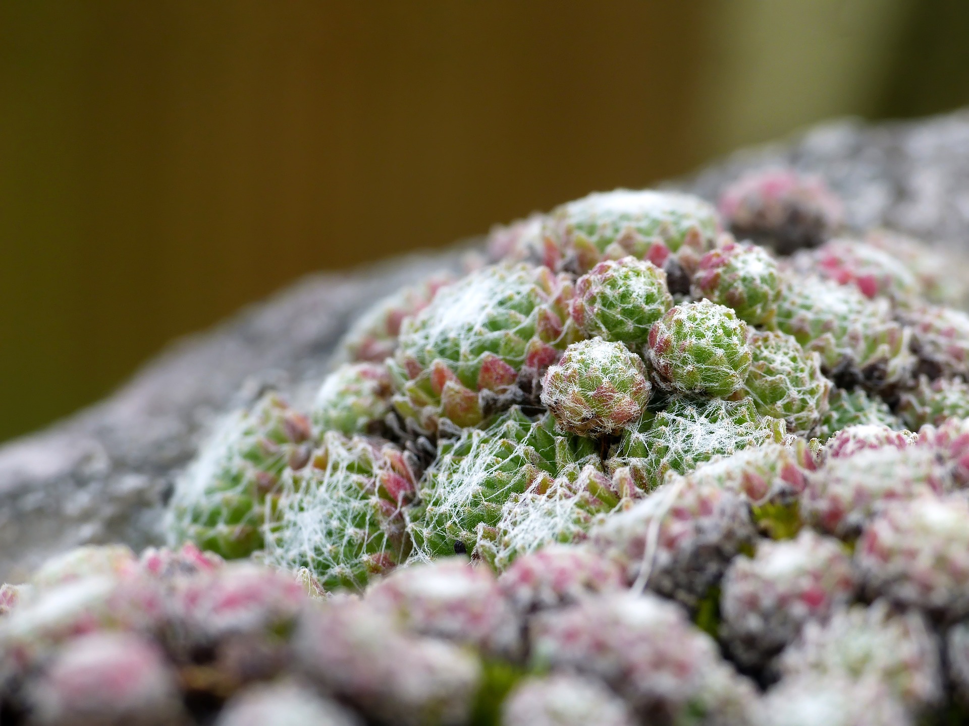 Nahaufnahme einer Sempervivum arachnoideum Pflanze vor einem steinigen Hintergrund. Das Bild zeigt mehrere Rosetten aus sukkulenten Blättern, die grün sind und an den Spitzen rötliche Töne haben. Die Blätter sind mit feinen, weißen Haaren bedeckt, die wie Spinnweben aussehen und der Pflanze ihr charakteristisches Aussehen verleihen.