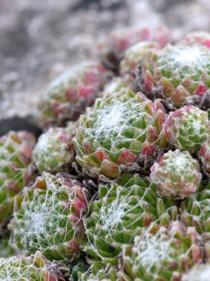 Nahaufnahme einer Sempervivum arachnoideum Pflanze vor einem steinigen Hintergrund. Das Bild zeigt mehrere Rosetten aus sukkulenten Blättern, die grün sind und an den Spitzen rötliche Töne haben. Die Blätter sind mit feinen, weißen Haaren bedeckt, die wie Spinnweben aussehen und der Pflanze ihr charakteristisches Aussehen verleihen.