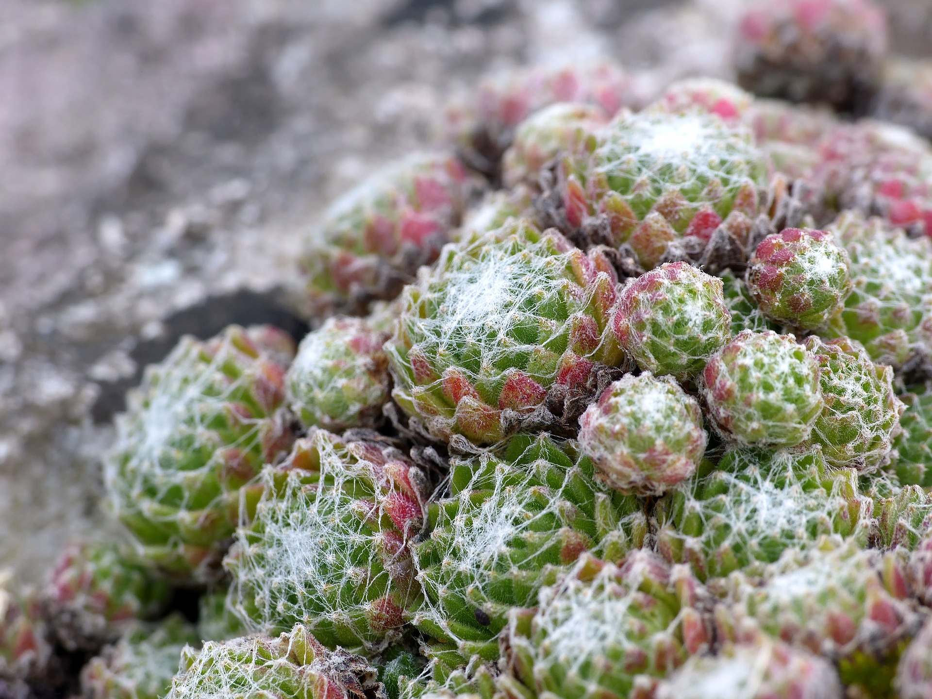 Nahaufnahme einer Sempervivum arachnoideum Pflanze vor einem steinigen Hintergrund. Das Bild zeigt mehrere Rosetten aus sukkulenten Blättern, die grün sind und an den Spitzen rötliche Töne haben. Die Blätter sind mit feinen, weißen Haaren bedeckt, die wie Spinnweben aussehen und der Pflanze ihr charakteristisches Aussehen verleihen.