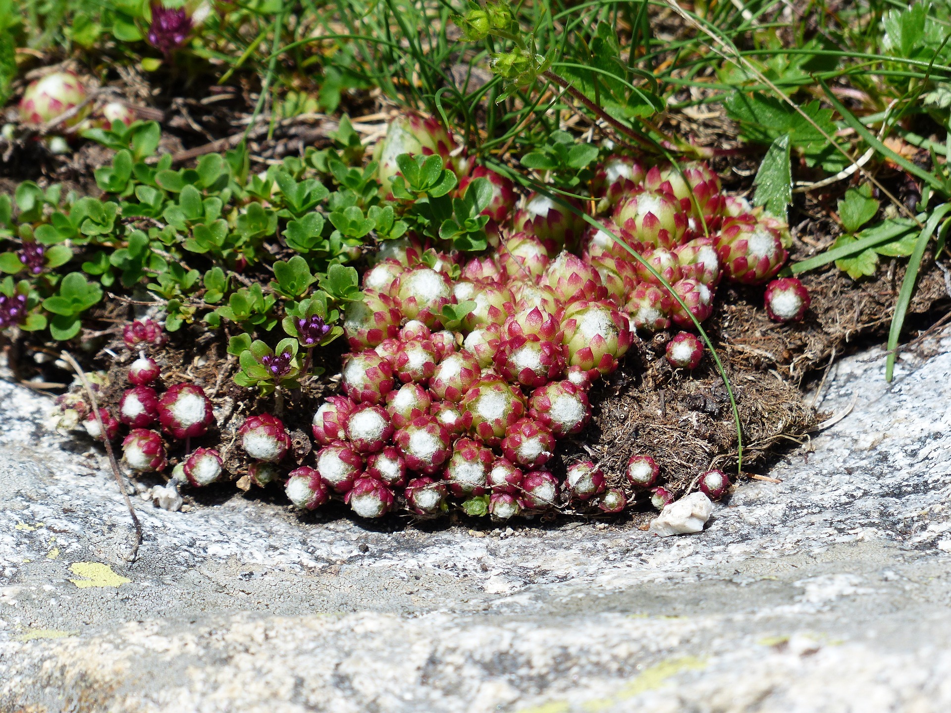 Nahaufnahme einer jungen Sempervivum arachnoideum Pflanze, auch bekannt als Spinnweb-Hauswurz. Das Bild zeigt die kompakte Rosette aus dicken, sukkulenten Blättern, die grün sind und an den Spitzen rötliche Töne haben. Die Blätter sind noch nicht mit den feinen, weißen Haaren bedeckt, die wie Spinnweben aussehen und der Pflanze ihr charakteristisches Aussehen verleihen.