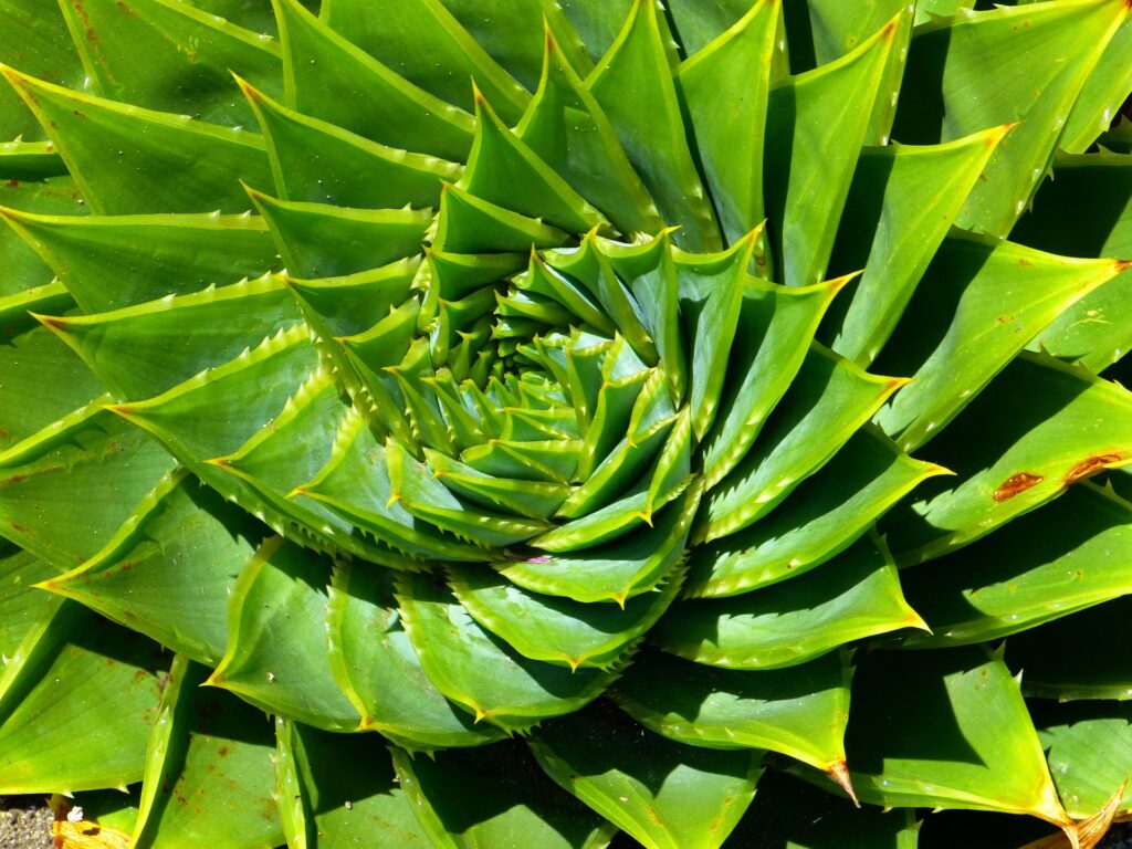 Nahaufnahme einer Aloe polyphylla Pflanze von oben. Das Bild zeigt die charakteristischen spiralförmig angeordneten, sukkulenten Blätter, die dichte Rosetten bilden. Die Blätter sind grün und haben leicht gezackte Ränder.