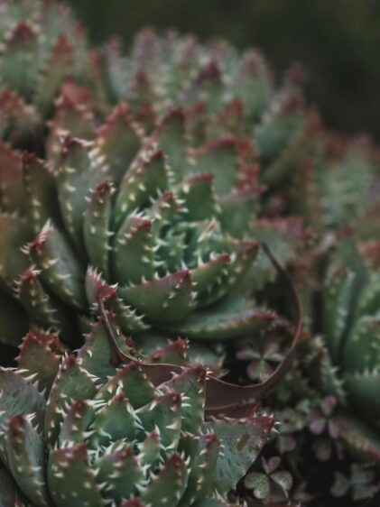 Nahaufnahme einer Aloe brevifolia Pflanze. Das Bild zeigt die kompakte Rosette aus kurzen, dicken Blättern, die blaugrün sind und an den Rändern weiße, stachelartige Zähne aufweisen. Die Blätter sind fleischig und haben eine leicht gezackte Struktur, typisch für viele Aloe-Arten.