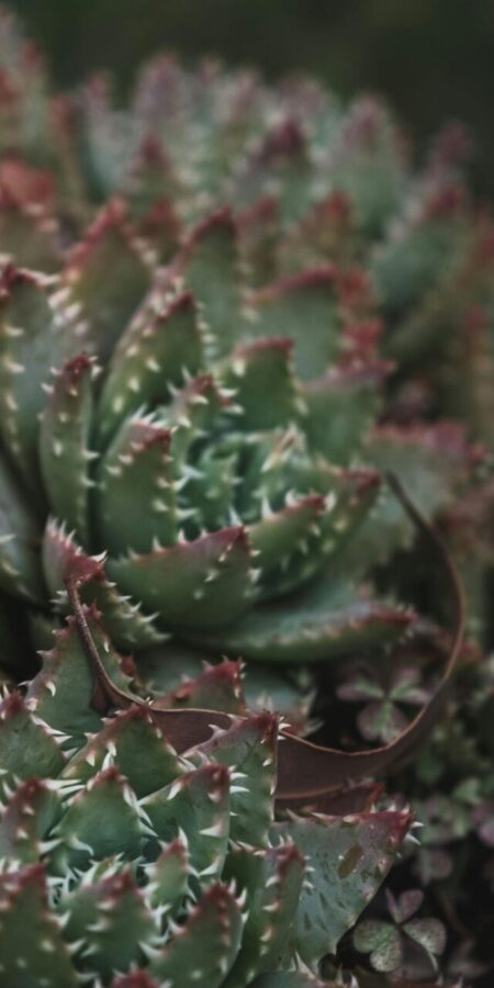 Aloe brevifolia | Merkmale, Pflege & Vermehrung
