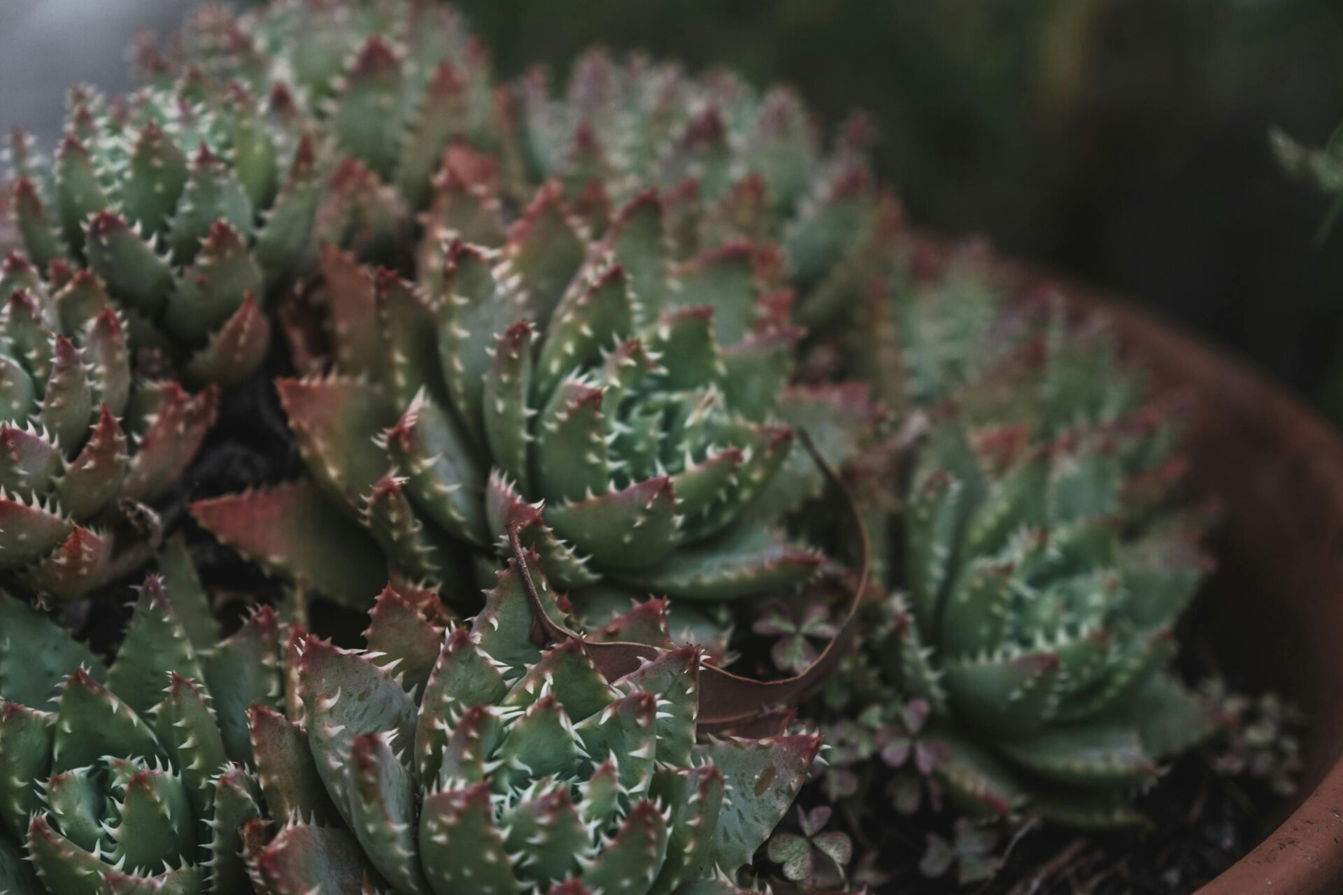 Aloe brevifolia