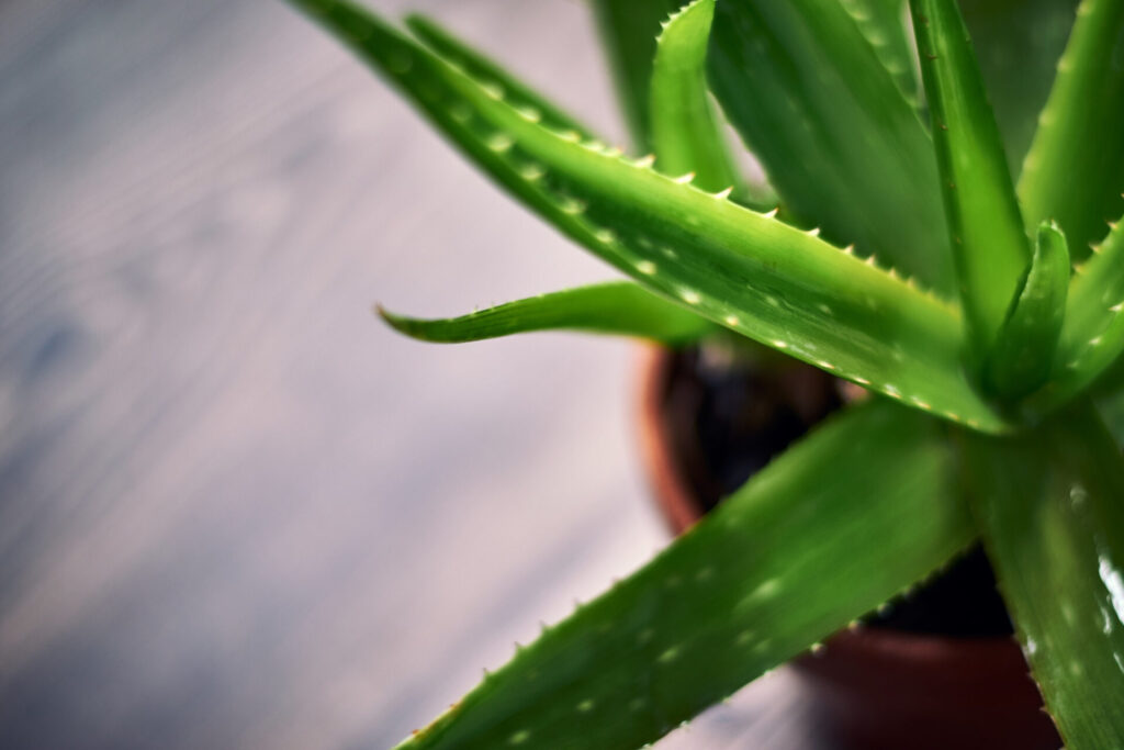Aloe vera Nahaufnahme einer Aloe vera Pflanze von schräg oben. Das Bild zeigt die dicken, fleischigen Blätter, die von einer Rosette ausgehen. Die Blätter sind grün mit gezackten Rändern und einer glatten Oberfläche.
