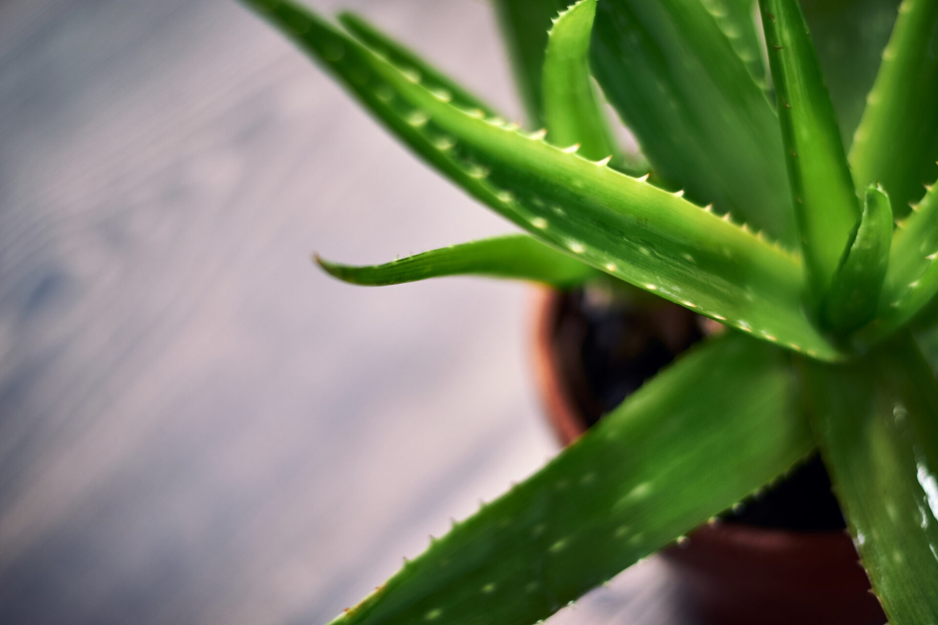 Aloe vera
