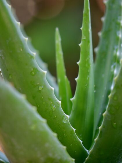 Nahaufnahme einer Aloe vera Pflanze. Das Bild zeigt den Mittelteil der dicken, fleischigen Blätter. Die Blätter sind grün, haben gezackte Ränder und eine glatte Oberfläche.
