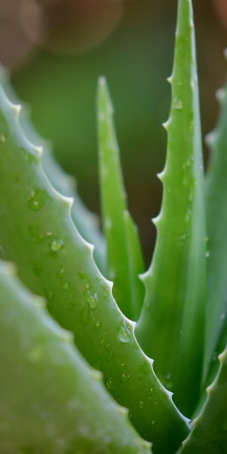 Aloe vera | Merkmale, Pflege & Vermehrung