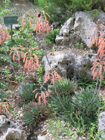Nahaufnahme einer Aristaloe aristata Pflanze im Jardin des Plantes in Paris. Das Bild zeigt die Rosette aus dicht angeordneten, fleischigen Blättern, die dunkelgrün sind und weiße, warzenartige Erhebungen sowie feine, weiße Stacheln entlang der Ränder aufweisen. Die Blätter haben eine spitze Form und eine robuste Textur, typisch für diese Aloe-Art.