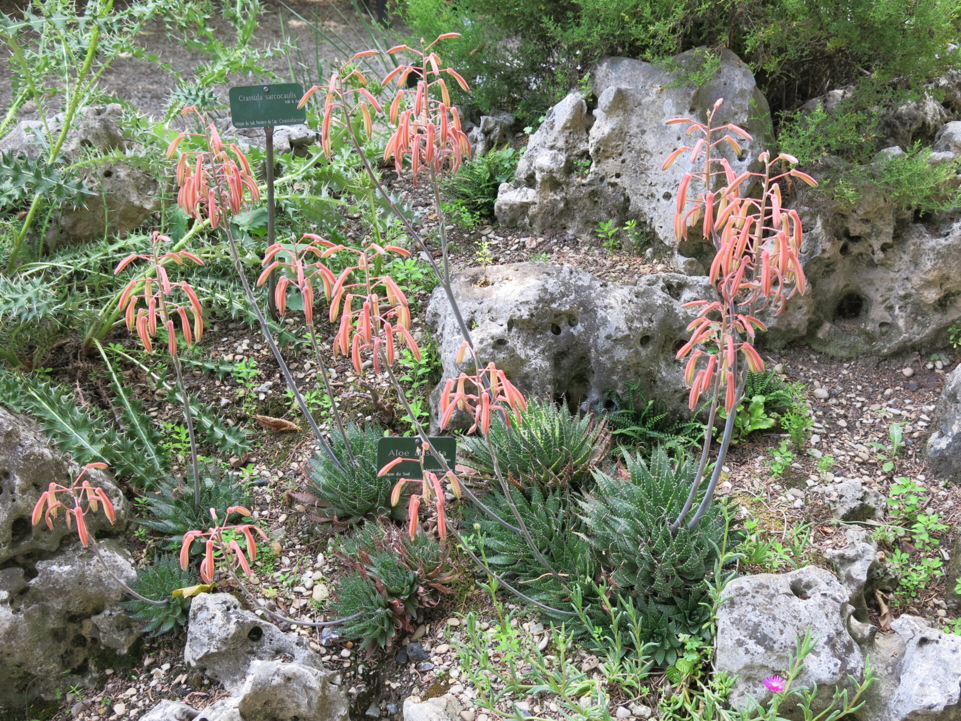 Aristaloe aristata Nahaufnahme einer Aristaloe aristata Pflanze im Jardin des Plantes in Paris. Das Bild zeigt die Rosette aus dicht angeordneten, fleischigen Blättern, die dunkelgrün sind und weiße, warzenartige Erhebungen sowie feine, weiße Stacheln entlang der Ränder aufweisen. Die Blätter haben eine spitze Form und eine robuste Textur, typisch für diese Aloe-Art.