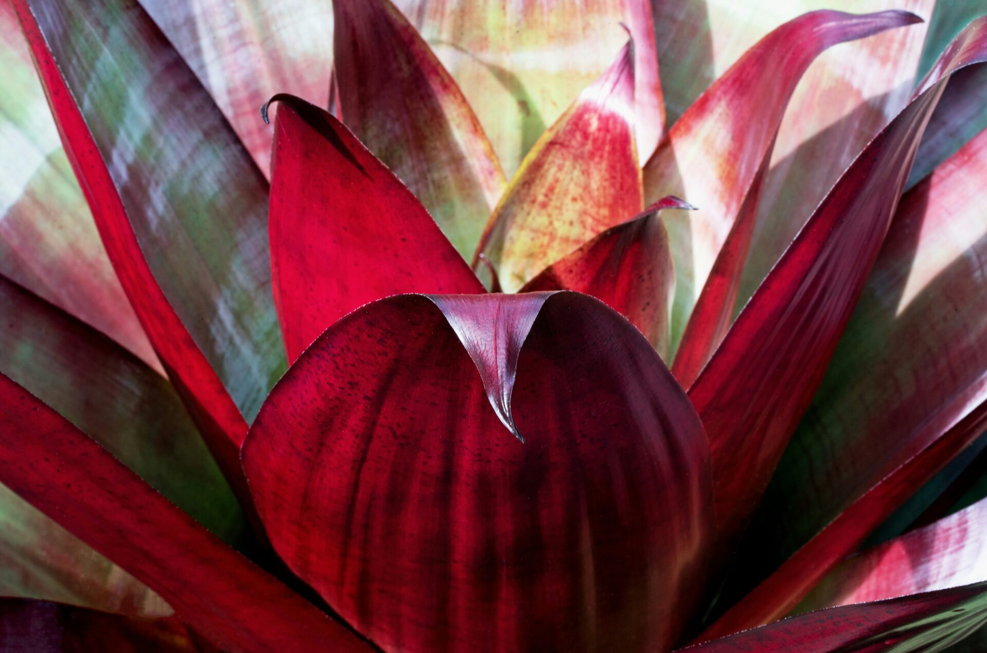 Bromeliaceae