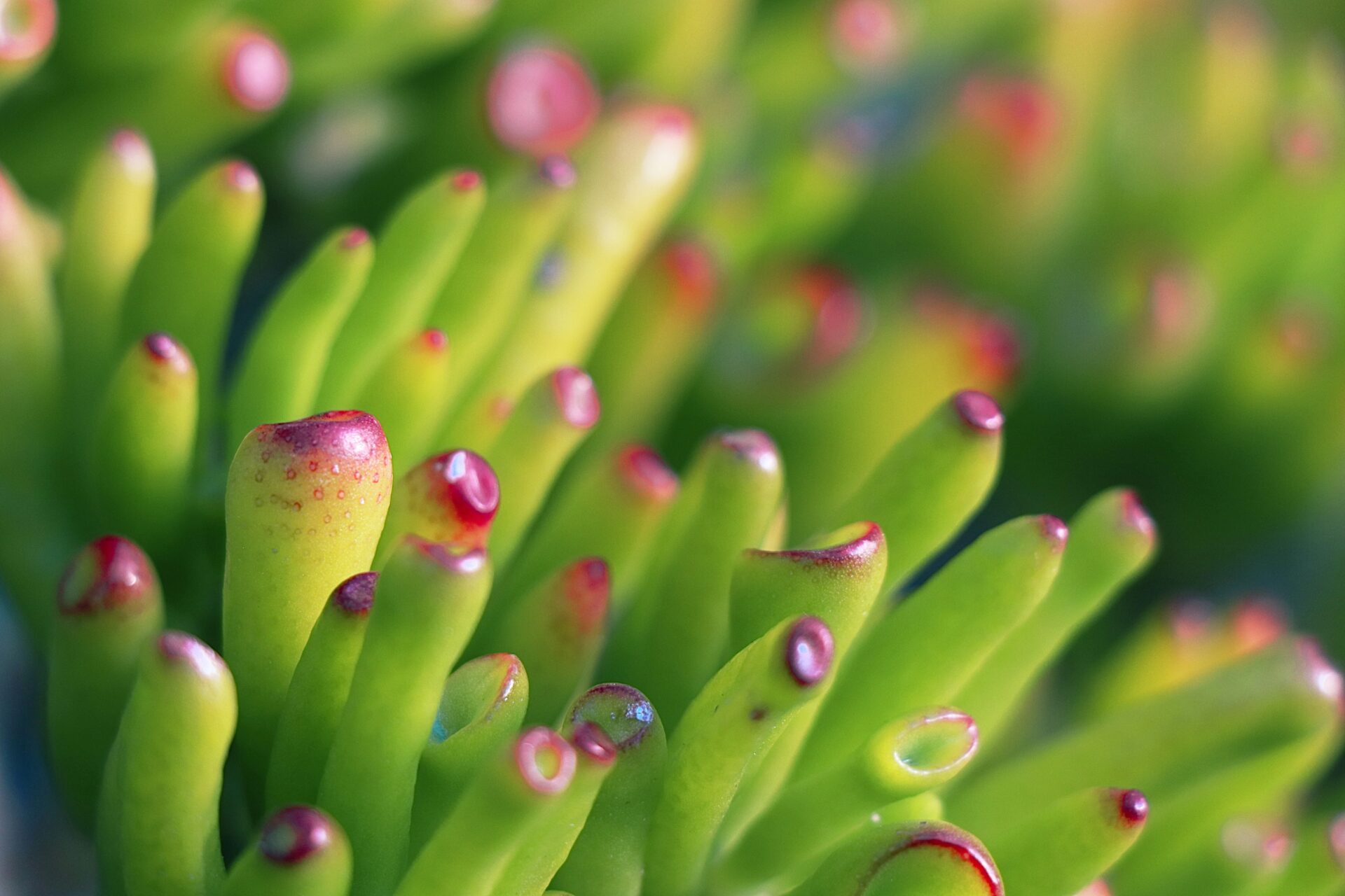 Nahaufnahme einer Crassula ovata 'Gollum' Pflanze. Das Bild zeigt die dicken, sukkulenten, ovalen Blätter, die grün sind und manchmal rote Ränder haben. Die Stängel sind robust und leicht holzig, was der Pflanze ein baumartiges Aussehen verleiht.