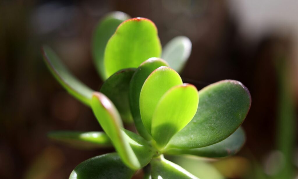Nahaufnahme eines Stängels einer Crassula ovata Pflanze. Das Bild zeigt die dicken, sukkulenten, ovalen Blätter, die grün sind und manchmal rote Ränder haben. Die Stängel sind robust und leicht holzig, was der Pflanze ein baumartiges Aussehen verleiht.