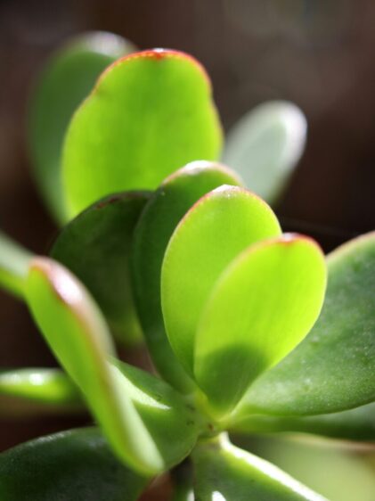 Nahaufnahme eines Stängels einer Crassula ovata Pflanze. Das Bild zeigt die dicken, sukkulenten, ovalen Blätter, die grün sind und manchmal rote Ränder haben. Die Stängel sind robust und leicht holzig, was der Pflanze ein baumartiges Aussehen verleiht.