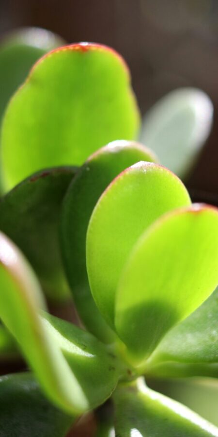 Crassula ovata | Merkmale, Pflege & Vermehrung