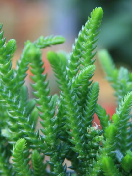 Nahaufnahme einer Crassula muscosa Pflanze. Das Bild zeigt die dichten, moosartigen Stängel, die mit kleinen, dicht gepackten, dreieckigen Blättern bedeckt sind. Die Pflanze hat eine kompakte, säulenartige Wuchsform und ist in verschiedenen Grüntönen zu sehen.