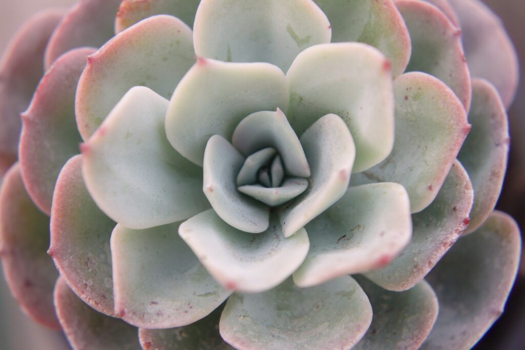 Nahaufnahme einer Echeveria elegans Pflanze. Das Bild zeigt die symmetrische Rosette aus fleischigen, blassgrünen Blättern, die an den Rändern leicht rosa gefärbt sind. Die Blätter haben eine glatte Oberfläche und eine leicht gewellte Form.