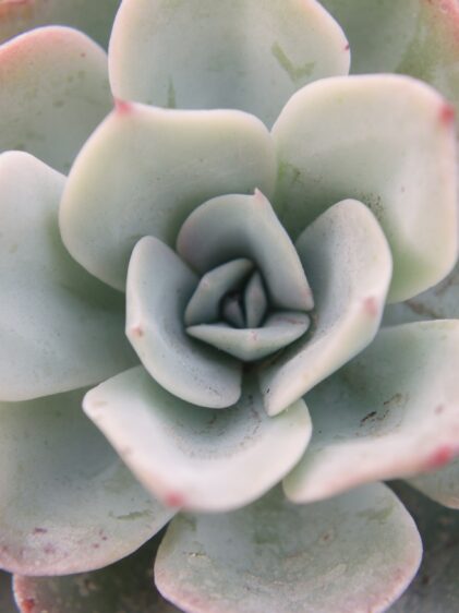 Nahaufnahme einer Echeveria elegans Pflanze. Das Bild zeigt die symmetrische Rosette aus fleischigen, blassgrünen Blättern, die an den Rändern leicht rosa gefärbt sind. Die Blätter haben eine glatte Oberfläche und eine leicht gewellte Form.