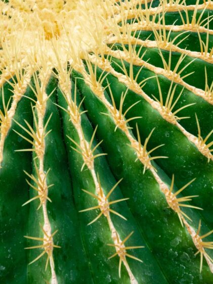 Nahaufnahme eines Echinocactus grusonii, auch bekannt als Schwiegermuttersitz. Das Bild zeigt den kugelförmigen, grün gefärbten Kaktus, der von gelben Stacheln dicht bedeckt ist.