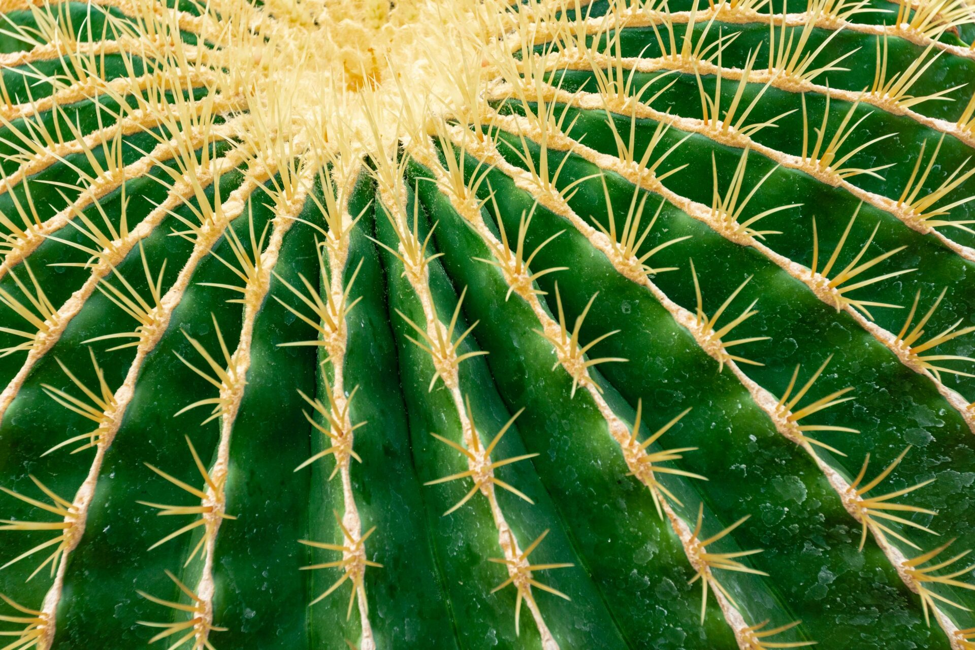 Nahaufnahme eines Echinocactus grusonii, auch bekannt als Schwiegermuttersitz. Das Bild zeigt den kugelförmigen, grün gefärbten Kaktus, der von gelben Stacheln dicht bedeckt ist.