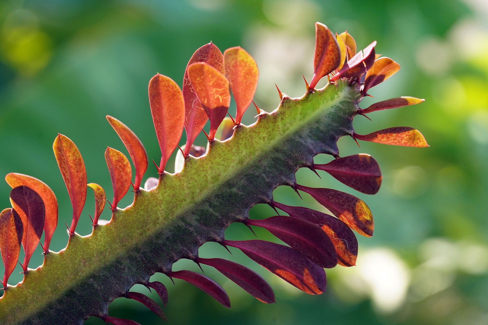 Nahaufnahme einer Euphorbia trigona Pflanze, auch bekannt als Afrikanischer Milchbaum. Das Bild zeigt die aufrecht wachsenden, dreikantigen Stängel, die von kleinen, ovalen, grünen Blättern und winzigen Dornenpaaren entlang der Kanten bedeckt sind. Die Stängel sind grün mit helleren Streifen und haben eine robuste, sukkulente Struktur.
