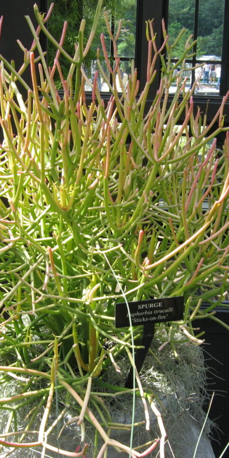 Euphorbia tirucalli | Merkmale, Pflege & Vermehrung