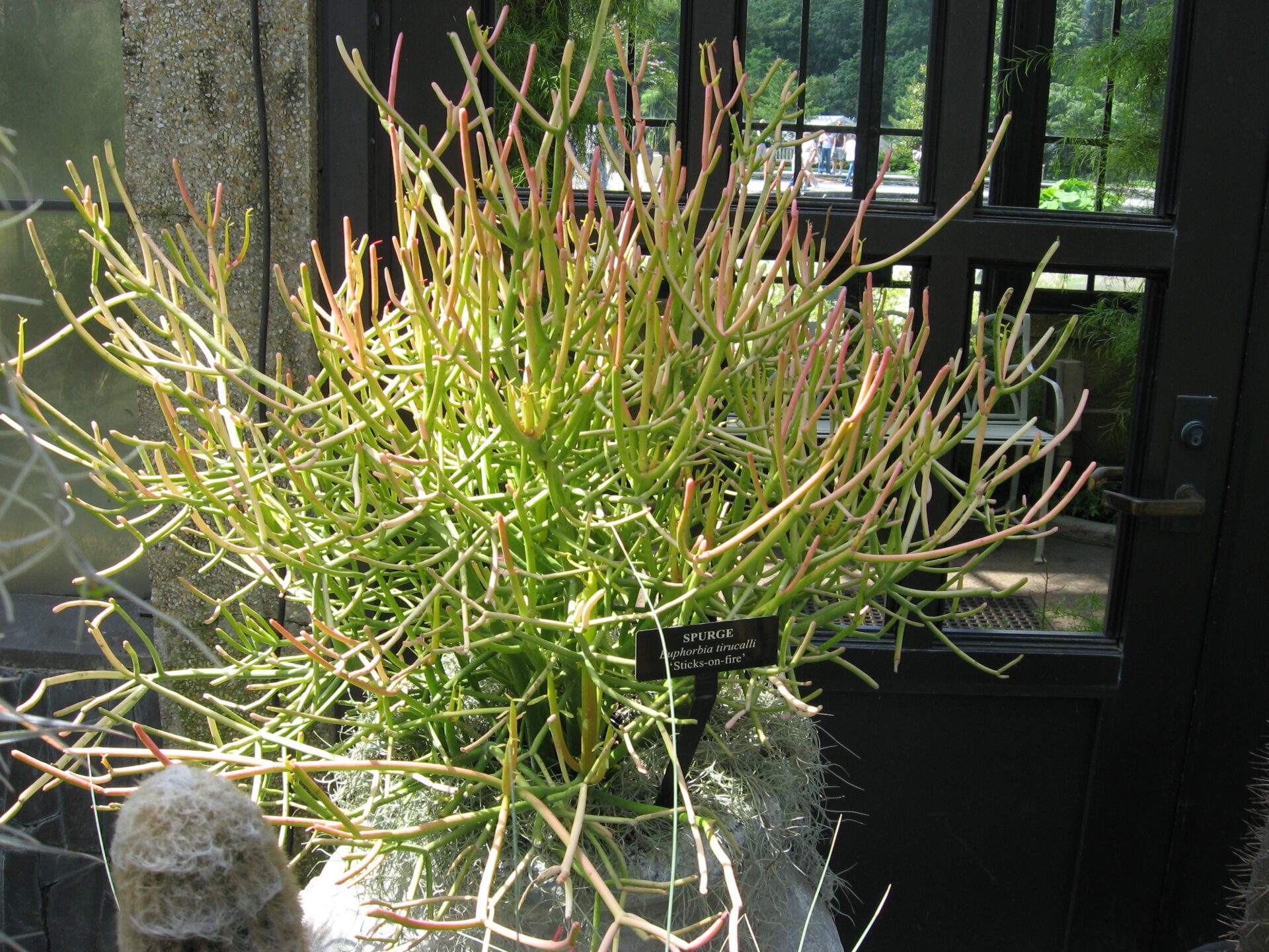 Nahaufnahme einer Euphorbia tirucalli Pflanze, auch bekannt als Bleistiftstrauch oder Milchbusch. Das Bild zeigt die langen, dünnen, grünen Stängel, die verzweigt und fast blattlos und an den Enden rosa gefärbt sind. Die Stängel haben eine glatte Oberfläche und wachsen in einer dichten, buschigen Form.