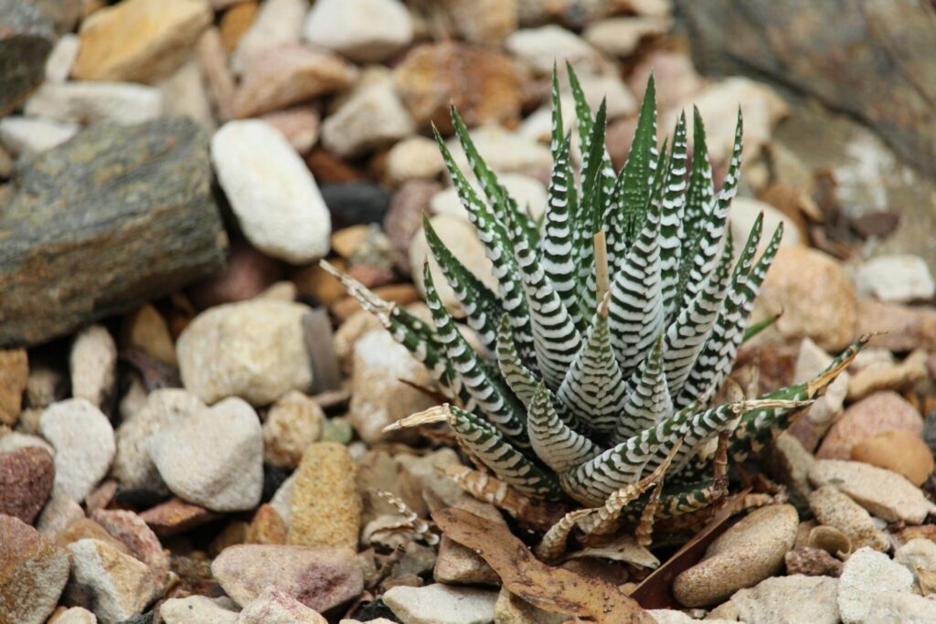 Nahaufnahme einer Haworthia fasciata Pflanze. Das Bild zeigt die charakteristischen dicken, fleischigen Blätter, die dunkelgrün sind und mit weißen, horizontalen Streifen verziert sind. Die Blätter wachsen in einer rosettenartigen Anordnung und haben eine spitze Form.