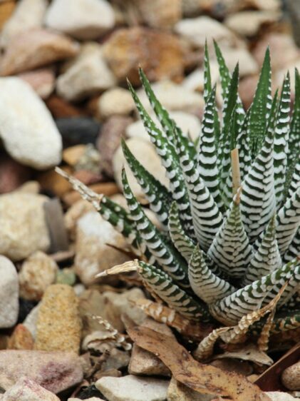 Nahaufnahme einer Haworthia fasciata Pflanze. Das Bild zeigt die charakteristischen dicken, fleischigen Blätter, die dunkelgrün sind und mit weißen, horizontalen Streifen verziert sind. Die Blätter wachsen in einer rosettenartigen Anordnung und haben eine spitze Form.