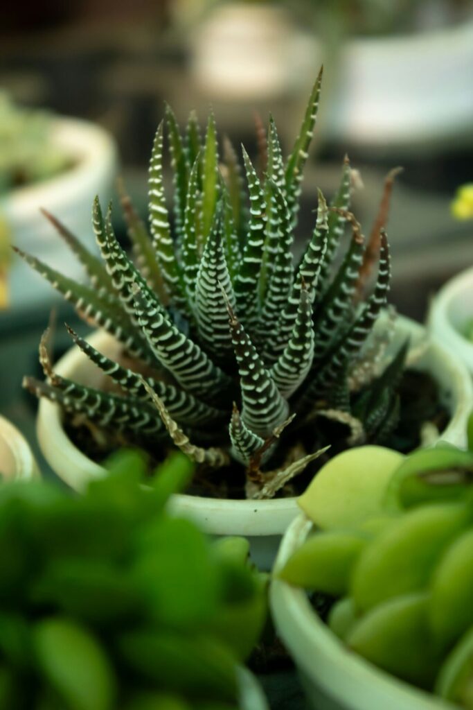 Sukkulenten für schattige Standorte Nahaufnahme einer Haworthia fasciata Pflanze, auch bekannt als Zebra-Haworthie. Das Bild zeigt die dicken, sukkulenten Blätter, die dunkelgrün sind und mit weißen, horizontalen Streifen verziert sind. Die Blätter wachsen in einer rosettenartigen Anordnung und haben eine spitze Form.