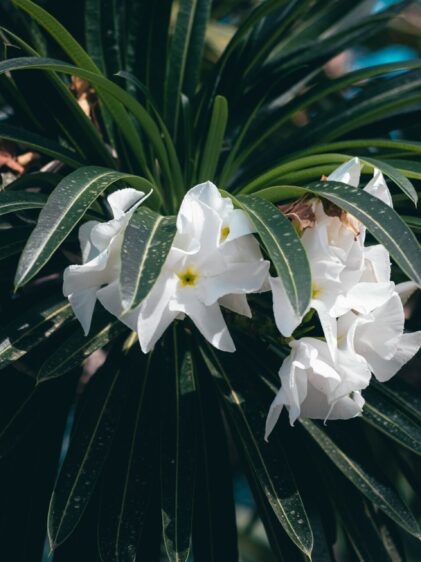 Nahaufnahme einer Pachypodium lamerei Pflanze, auch bekannt als Madagaskarpalme. Das Bild zeigt den dicken, stacheligen Stamm und die langen, schmalen Blätter, die oben am Stamm in einer Krone wachsen. Die Blätter sind grün und glänzend, während der Stamm silbergrau ist und von scharfen Dornen bedeckt.