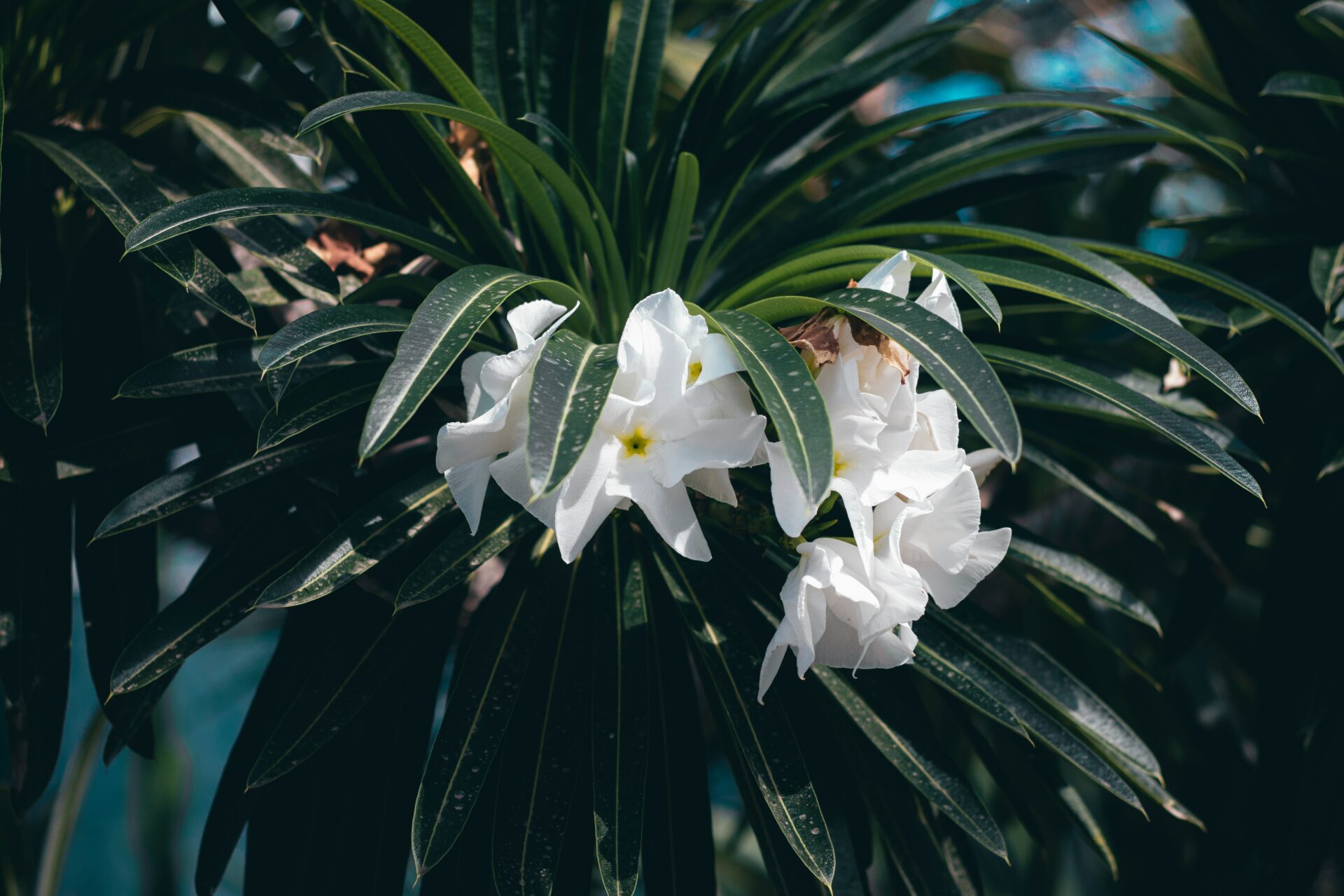Pachypodium lamerei