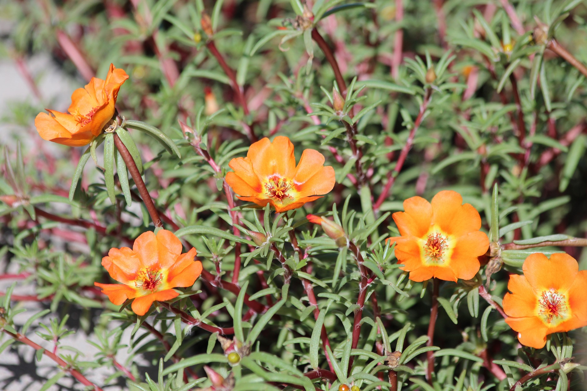 Sukkulenten Arten Nahaufnahme einer Portulaca grandiflora Pflanze. Das Bild zeigt die leuchtend orangenen, schalenförmigen Blüten mit zahlreichen Staubgefäßen in der Mitte. Die fleischigen, nadelartigen Blätter sind grün und wachsen dicht um die Stängel herum.
