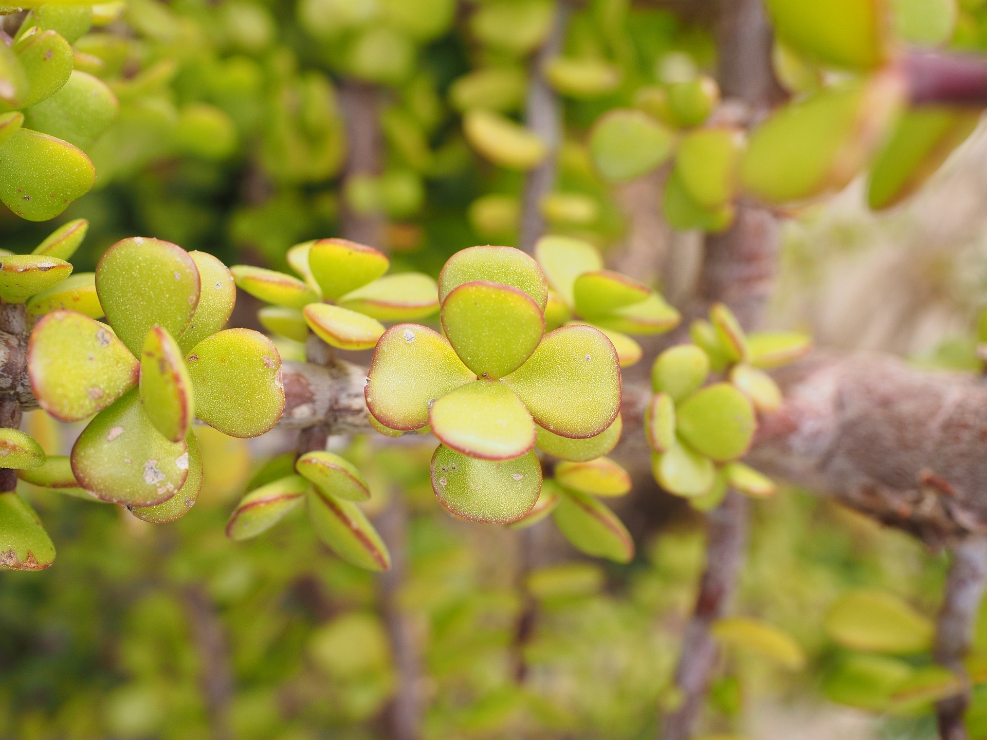 Portulacaria afra