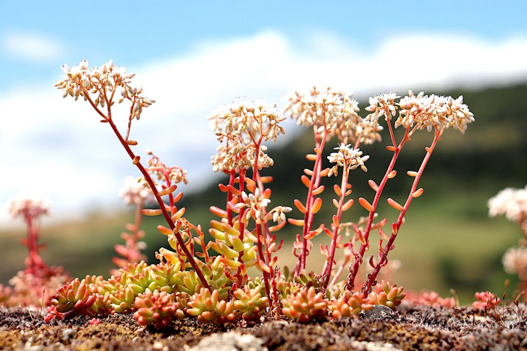 Blattsteckling Nahaufnahme einer Sedum Pflanze, auch bekannt als Fetthenne, aus der Familie der Crassulaceae. Das Bild zeigt die dichten Büschel aus sukkulenten Blättern und langen Blütenstängeln. Die Blätter sind klein, rund und hellgrün und verfärben sich zur Spitze hin leicht rot.