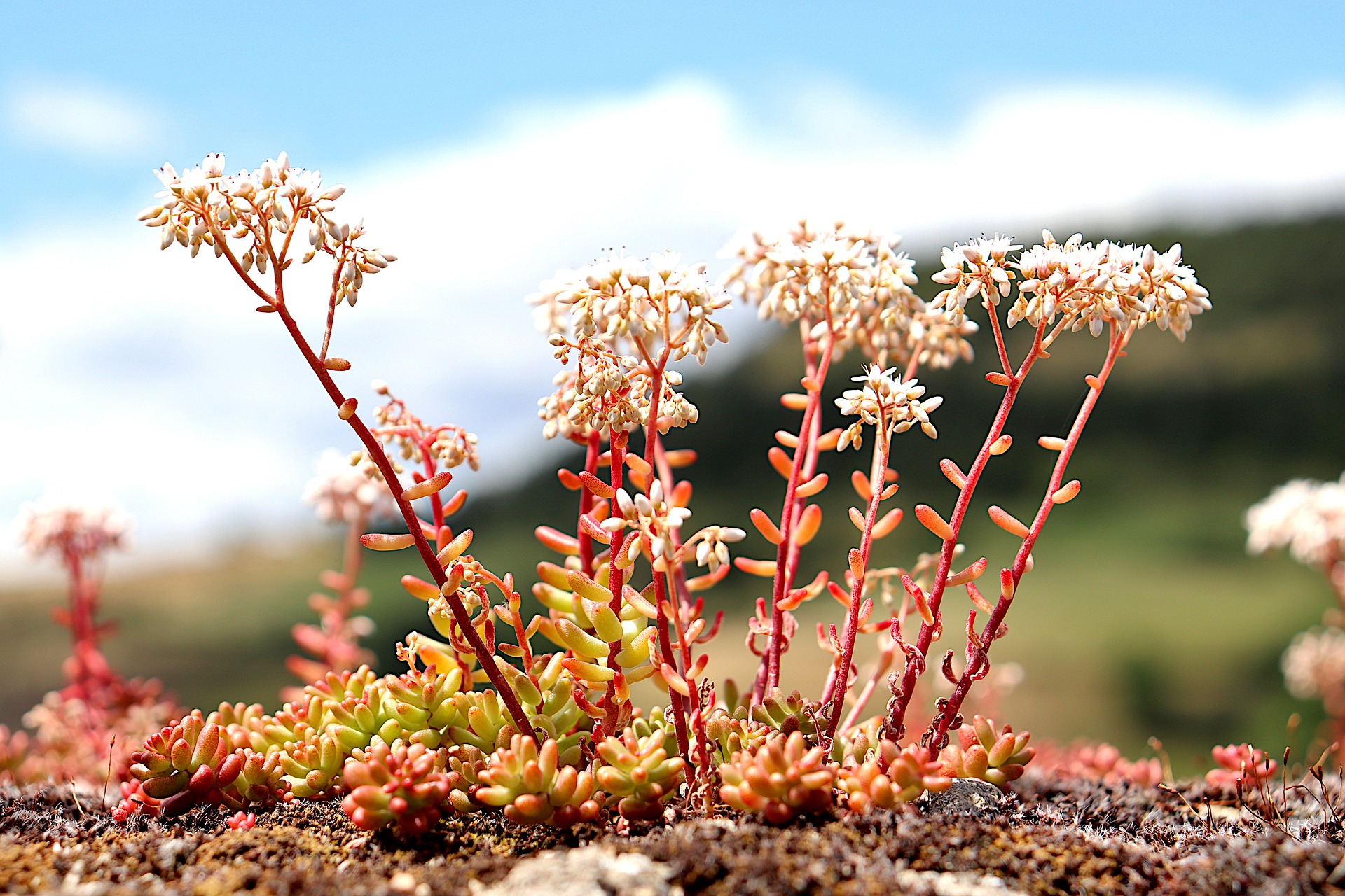 Adromischus alstonii Nahaufnahme einer Sedum Pflanze, auch bekannt als Fetthenne, aus der Familie der Crassulaceae. Das Bild zeigt die dichten Büschel aus sukkulenten Blättern und langen Blütenstängeln. Die Blätter sind klein, rund und hellgrün und verfärben sich zur Spitze hin leicht rot.