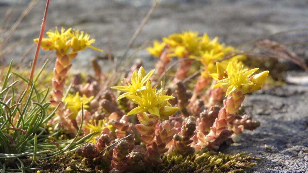 Anthocyanin Nahaufnahme einer Sedum acre Pflanze, auch bekannt als Mauerpfeffer. Das Bild zeigt die Stängel mit kleinen, dicht gepackten, fleischigen Blätter und leuchtend gelben Blüten.