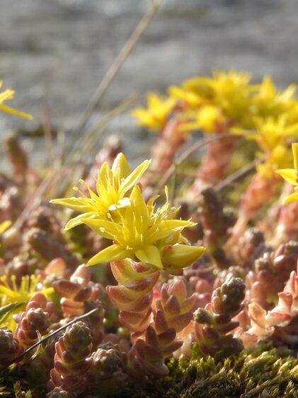 Nahaufnahme einer Sedum acre Pflanze, auch bekannt als Mauerpfeffer. Das Bild zeigt die Stängel mit kleinen, dicht gepackten, fleischigen Blätter und leuchtend gelben Blüten.