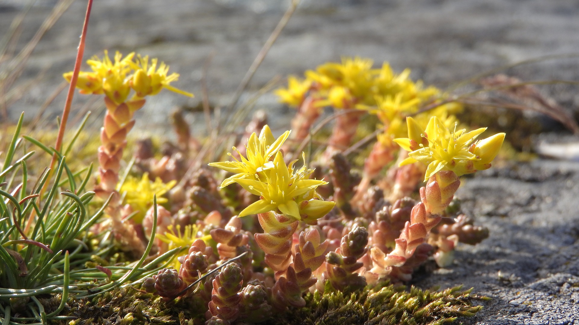 Nahaufnahme einer Sedum acre Pflanze, auch bekannt als Mauerpfeffer. Das Bild zeigt die Stängel mit kleinen, dicht gepackten, fleischigen Blätter und leuchtend gelben Blüten.