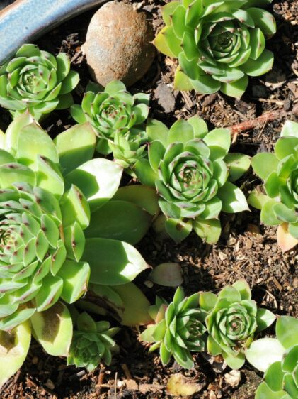 Nahaufnahme einer Sempervivum tectorum Pflanze. Das Bild zeigt mehrere kompakte Rosetten aus fleischigen, spitz zulaufenden Blättern in Grüntönen mit roten Spitzen.