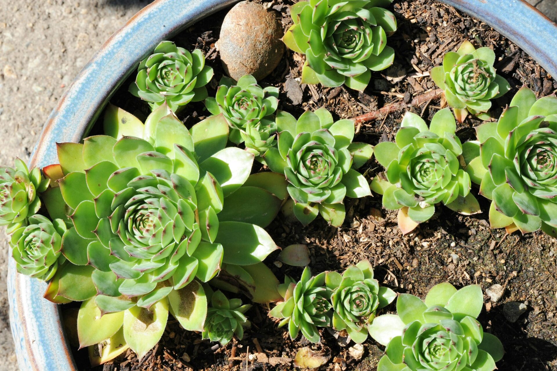 Sempervivum tectorum